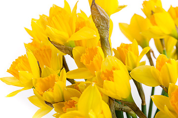 Image showing Spring floral border, beautiful fresh daffodils flowers, isolated on white background.