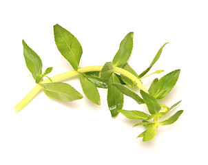 Image showing thyme on white