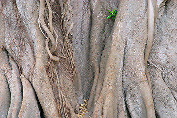 Image showing Wood texture of the intricate trunk of an old centennial giant ficus, park Alameda Apodaca, Cadiz, Andalusia, Spain