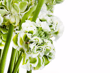 Image showing Ranunkulyus bouquet of red flowers on a white background