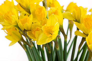 Image showing Spring floral border, beautiful fresh daffodils flowers, isolated on white background.