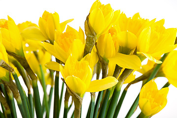 Image showing Spring floral border, beautiful fresh daffodils flowers, isolated on white background.