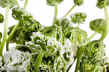 Image showing Ranunkulyus bouquet of red flowers on a white background