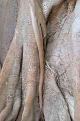 Image showing Wood texture of the intricate trunk of an old centennial giant ficus, park Alameda Apodaca, Cadiz, Andalusia, Spain