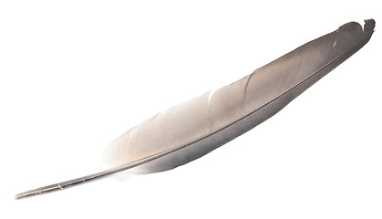 Image showing feather on white