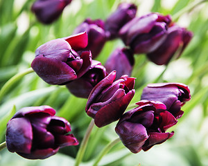 Image showing bunch of tulip flowers close up for background close up macro