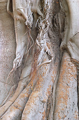 Image showing Wood texture of the intricate trunk of an old centennial giant ficus, park Alameda Apodaca, Cadiz, Andalusia, Spain