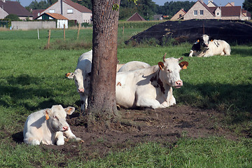 Image showing Cows resting in scenic summer fields