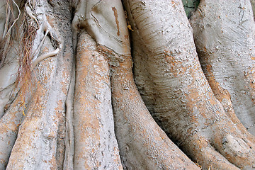 Image showing Wood texture of the intricate trunk of an old centennial giant ficus, park Alameda Apodaca, Cadiz, Andalusia, Spain