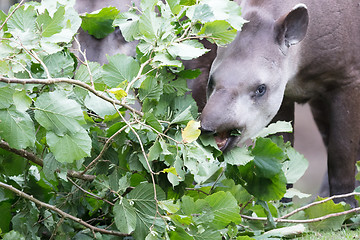 Image showing Tapir eating fresh leaves