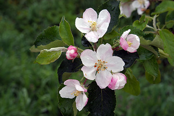 Image showing Close up of fruit flowers in the earliest springtime