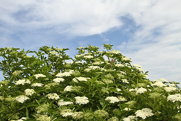 Image showing Flowers in a Danish landscapes in the summer