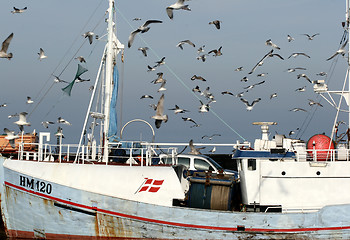 Image showing bird seagull