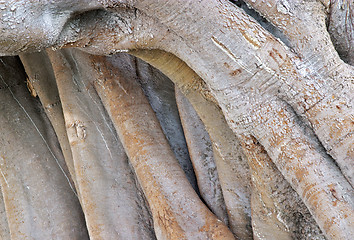 Image showing Wood texture of the intricate trunk of an old centennial giant ficus, park Alameda Apodaca, Cadiz, Andalusia, Spain