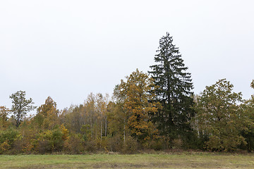 Image showing autumn weather, forest