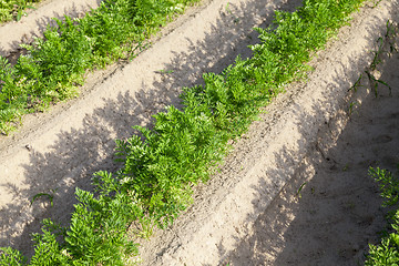 Image showing Field with carrot