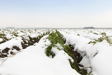 Image showing carrot harvest in the snow