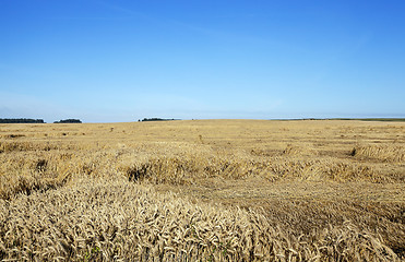 Image showing destroyed by the storm wheat