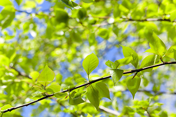 Image showing linden leaves, spring