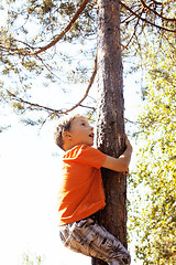 Image showing little cute real boy climbing on tree hight, outdoor lifestyle c