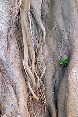 Image showing Wood texture of the intricate trunk of an old centennial giant ficus, park Alameda Apodaca, Cadiz, Andalusia, Spain