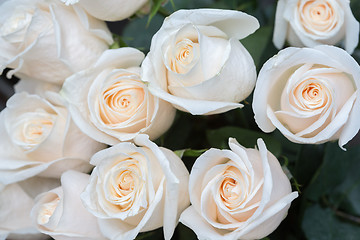 Image showing white roses. Soft focus and blurred background