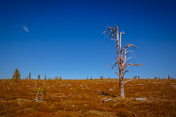 Image showing Wilderness in Tuntsa