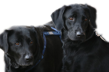 Image showing Dogs