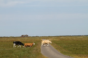 Image showing Cows in a Danish landscapes in the summer