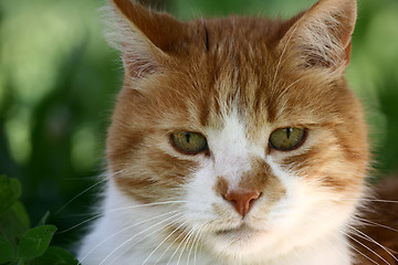 Image showing cat