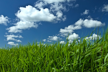 Image showing Green grass and blue sky 