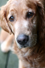 Image showing dog golden retriever