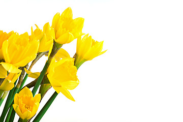 Image showing Spring floral border, beautiful fresh daffodils flowers, isolated on white background.