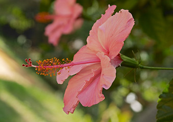 Image showing Close up of a pink tropical flower, Parque Genoves, Cadiz, Andalusia, Spain