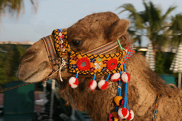 Image showing Dromedary head