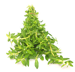 Image showing fresh thyme isolated