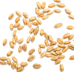 Image showing wheat grains on white