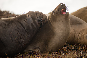 Image showing Large Elephant Seal Male Chooses Female During Mating Season