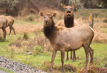 Image showing Female Elk Weathering the Rain Northern California