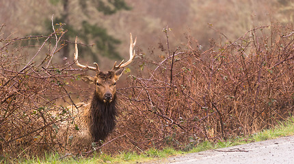 Image showing Male Elk Weathering the Rain Northern California