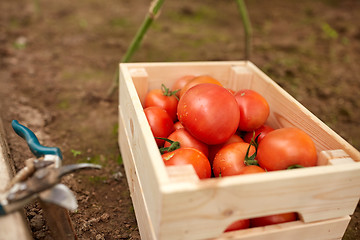 Image showing red tomatoes in wooden box at summer garden