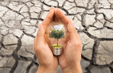 Image showing hands with tree inside light bulb over dry ground