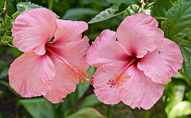 Image showing Close up of pink tropical flowers, Parque Genoves, Cadiz, Andalusia, Spain