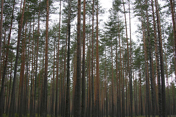 Image showing Pine trees