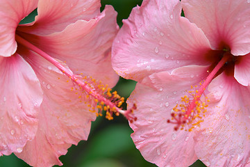 Image showing Close up of pink tropical flowers, Parque Genoves, Cadiz, Andalusia, Spain