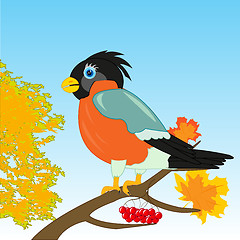 Image showing Bullfinch on branch