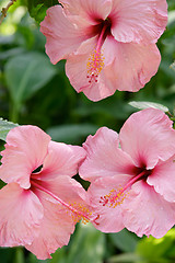 Image showing Close up of pink tropical flowers, Parque Genoves, Cadiz, Andalusia, Spain