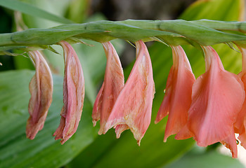 Image showing Close up of sad pink tropical flowers, Parque Genoves, Cadiz, Andalusia, Spain