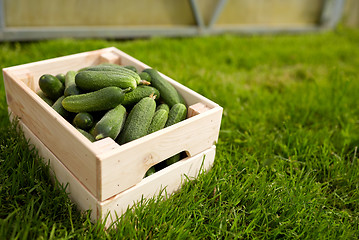 Image showing cucumbers in wooden box at summer garden