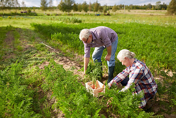 Image showing senior couple with box picking carrots on farm